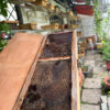 Tổ Giống Ong Dú Thùng Mái Thái