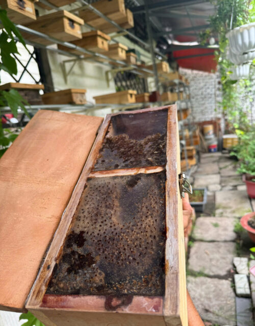 Tổ Giống Ong Dú Thùng Mái Thái